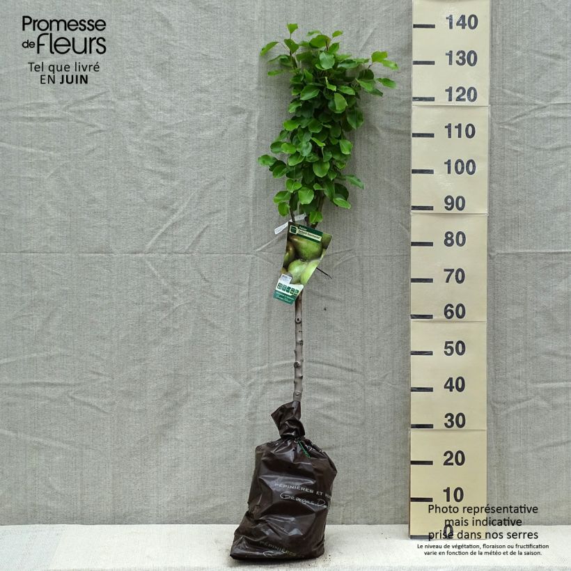 Pyrus communis Delbard Gourmande - Pear Tree Ready-to-plant root ball, Goblet sample as delivered in spring