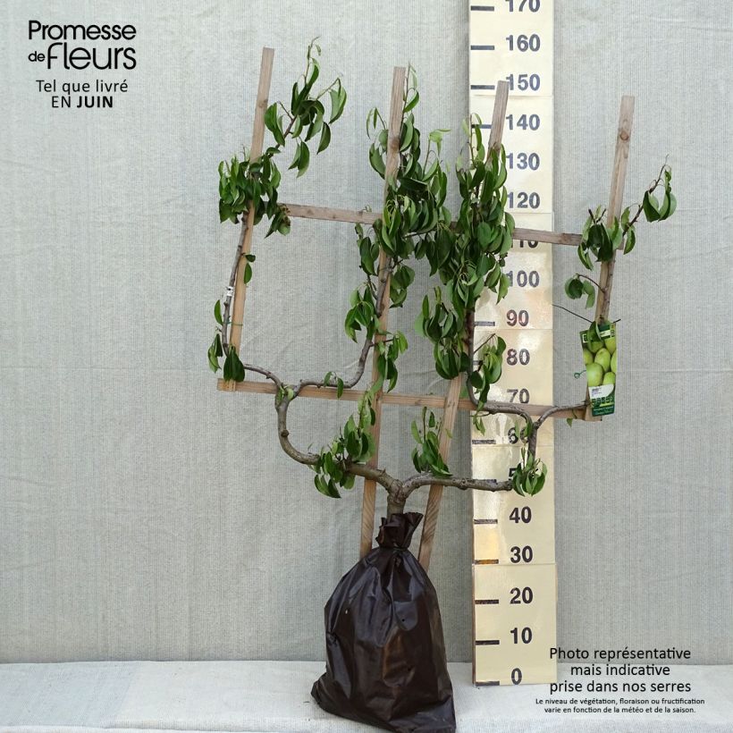 Pyrus communis Fertilia Delbard - Pear Tree Ready-to-plant root ball, Double u-shaped espalier sample as delivered in spring