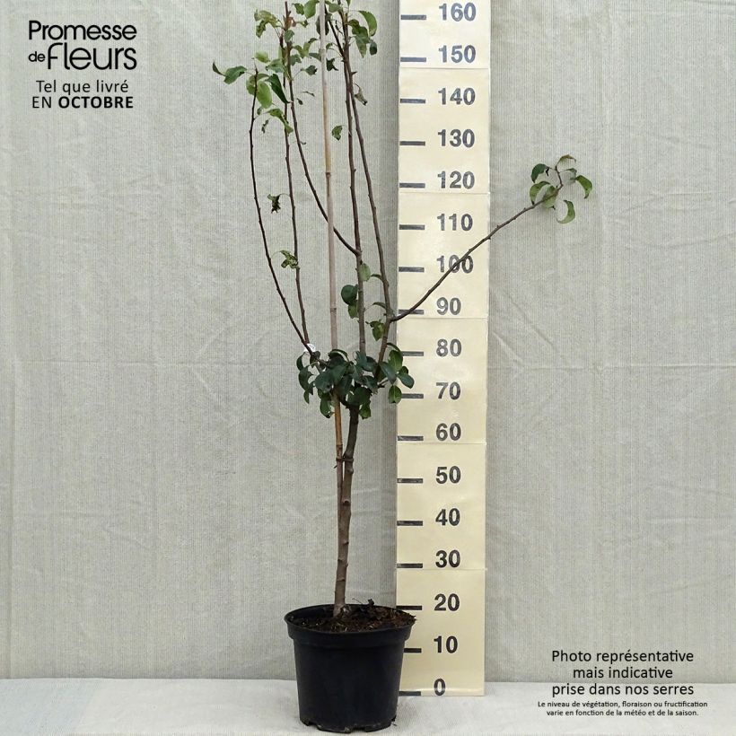 Pyrus communis Louise Bonne d'Avranches - Pear Tree 7.5L/10L pot, Goblet sample as delivered in autumn