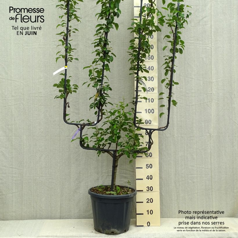 Pyrus communis General Leclerc - Pear Tree 30L/35L pot, Double u-shaped espalier sample as delivered in spring