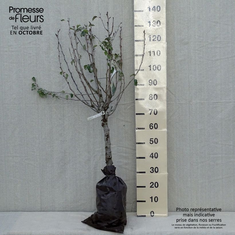 Pyrus communis Super Comice Delbard - Pear Tree Ready-to-plant root ball, Goblet sample as delivered in autumn