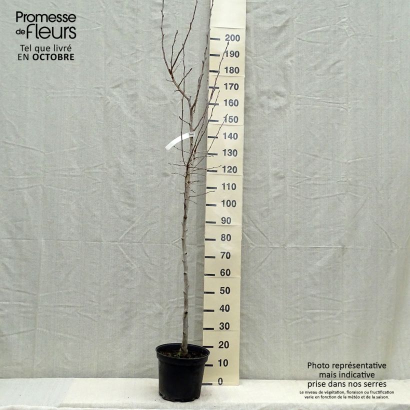 Pyrus communis Williams Bon Chrétien Pear Tree 7.5L/10L pot, Half standard sample as delivered in autumn