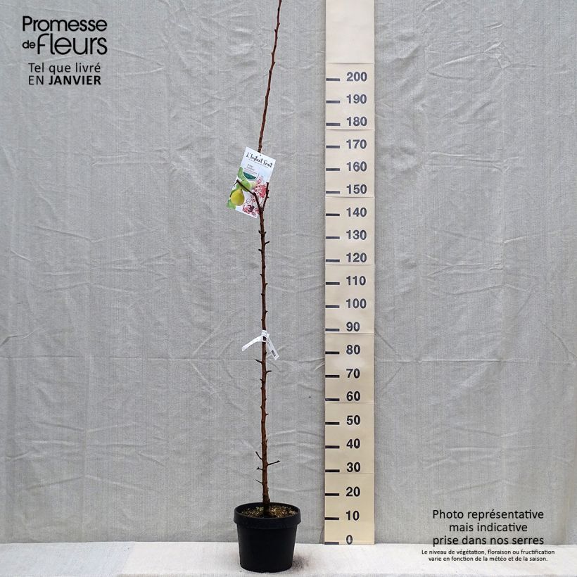 Pyrus communis Londres - Pear Tree 7.5L/10L pot, Columnar sample as delivered in winter