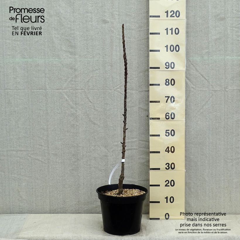 Pyrus communis Obelus - Pear Tree 7.5L/10L pot, Columnar sample as delivered in winter