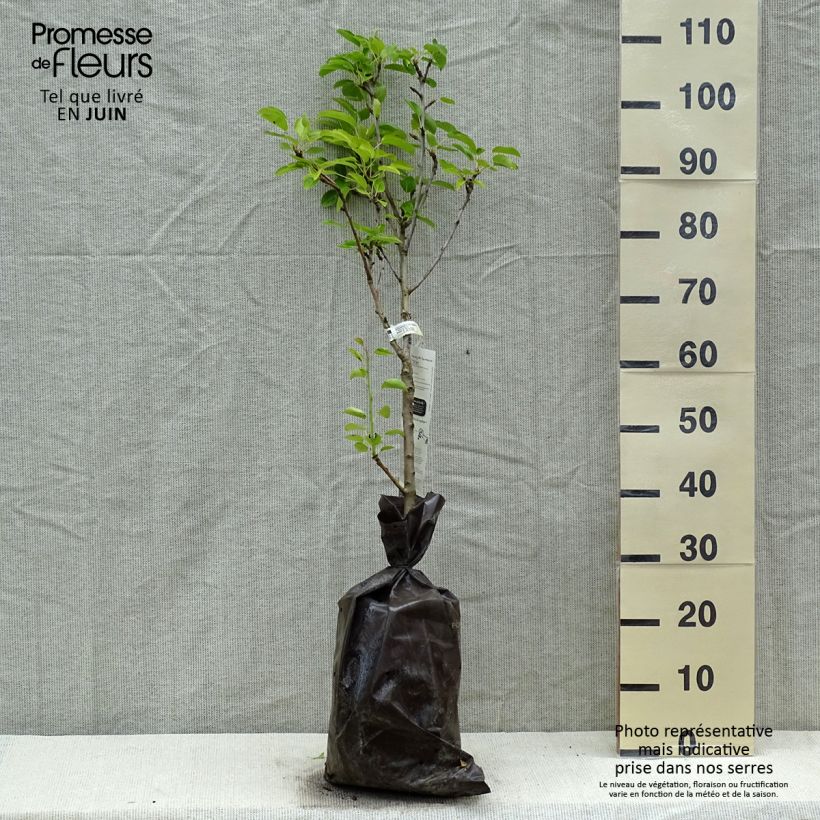 Pyrus communis Delbard d'Automne - Pear Tree Ready-to-plant root ball, Quarter standard sample as delivered in spring