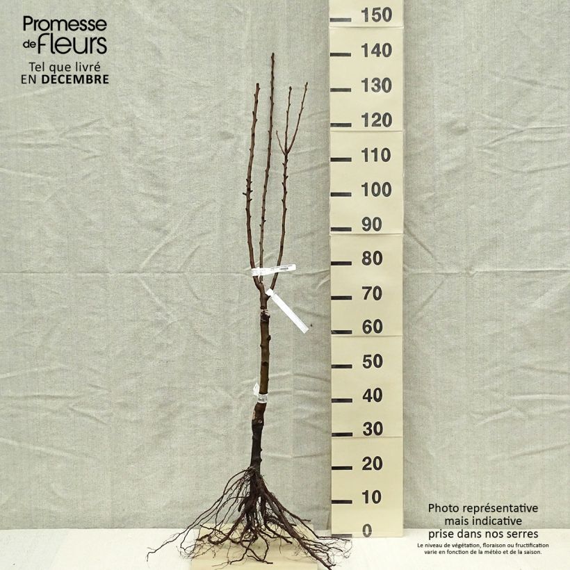 Pyrus communis Delbard d'Automne - Pear Tree Bare root, Quarter standard sample as delivered in winter