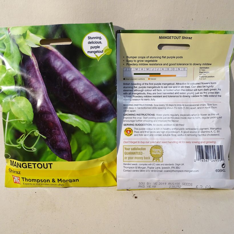 Example of Shiraz climbing mangetout peas per pack of 100 seeds specimen as delivered