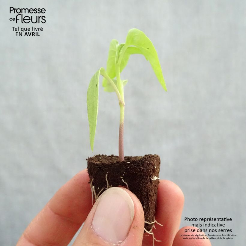 Organic Pepper Bellania F1 - Capsicum annuum Plug plant 3/4cm sample as delivered in spring