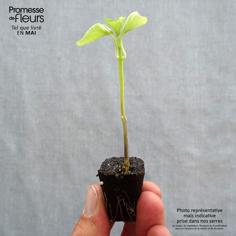 Yellow Pepper Tenor F1 - Capsicum annuum Plug plant 1.5/2.5 cm sample as delivered in spring