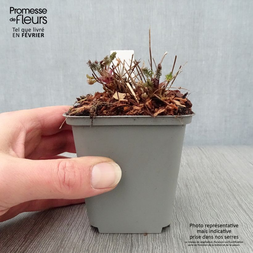 Polemonium Bressingham Purple 8/9 cm pot sample as delivered in winter