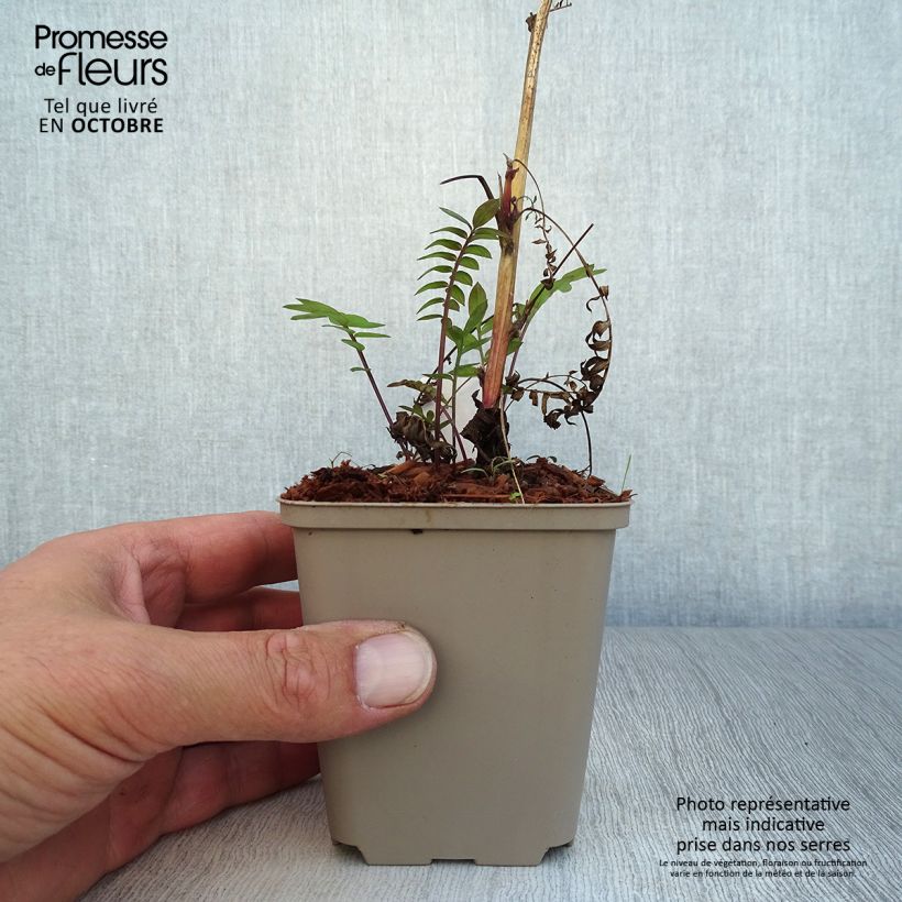 Polemonium Bressingham Purple 8/9 cm pot sample as delivered in autumn