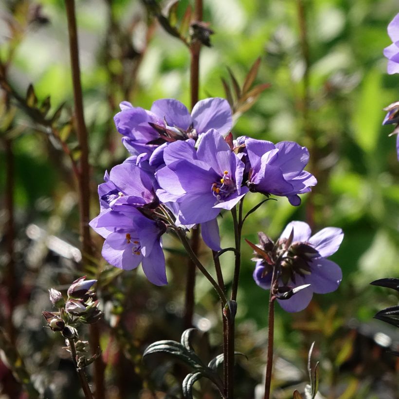 Polemonium Bressingham Purple (Flowering)