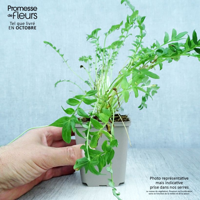 Polemonium yezoense Halfway to Paradise 8/9 cm pot sample as delivered in autumn