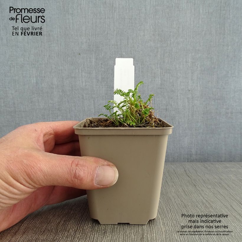 Polemonium yezoense Halfway to Paradise 8/9 cm pot sample as delivered in winter