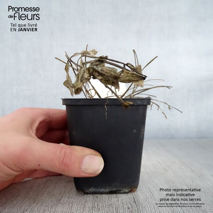 Polemonium reptans Stairway to Heaven 8/9 cm pot sample as delivered in winter