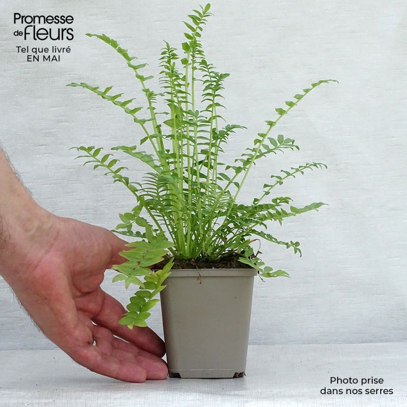 Polemonium caeruleum Album 8/9 cm pot sample as delivered in spring