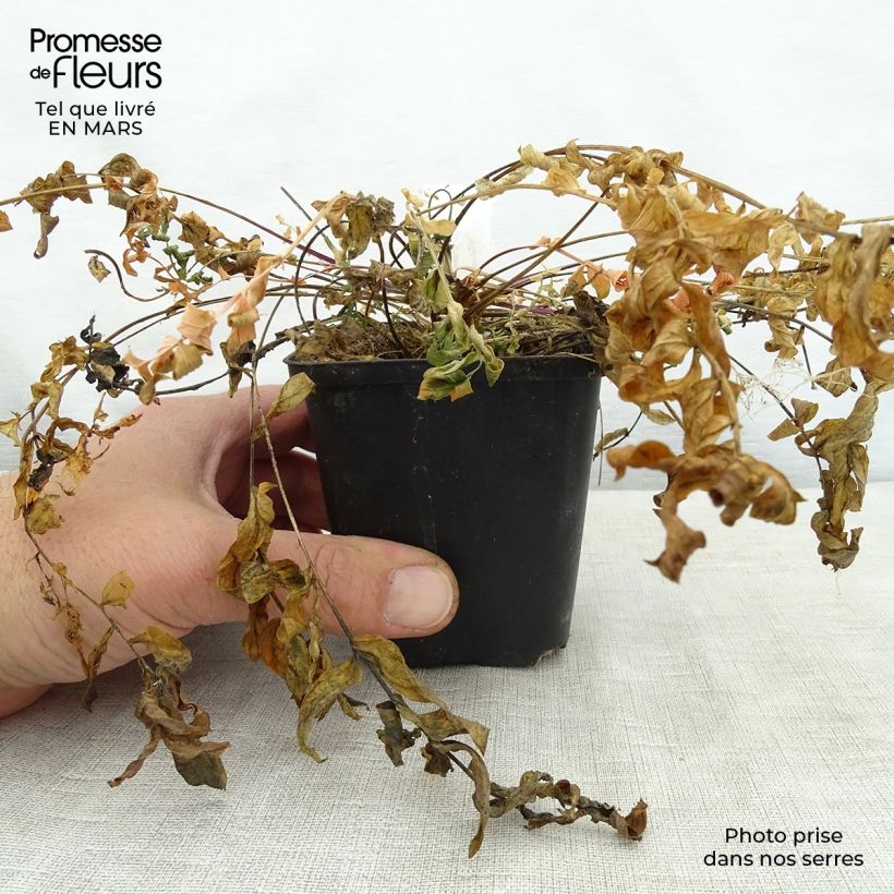 Polemonium caeruleum Lambrook Mauve 8/9 cm pot sample as delivered in spring