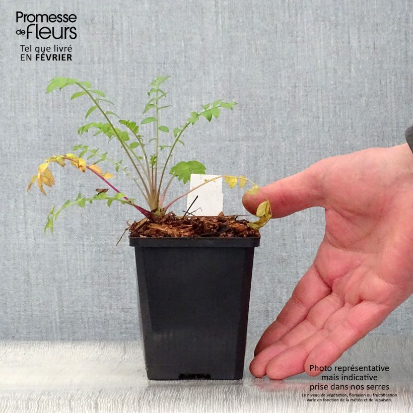 Polemonium caeruleum Lambrook Mauve 8/9 cm pot sample as delivered in winter