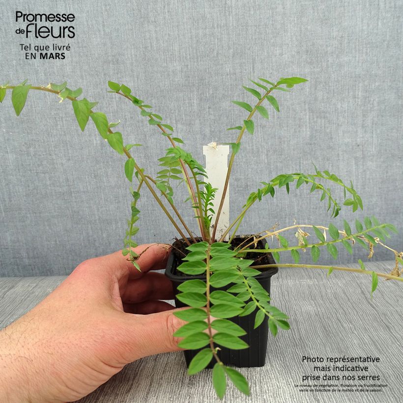 Polemonium carneum Apricot Delight 8/9 cm pot sample as delivered in winter