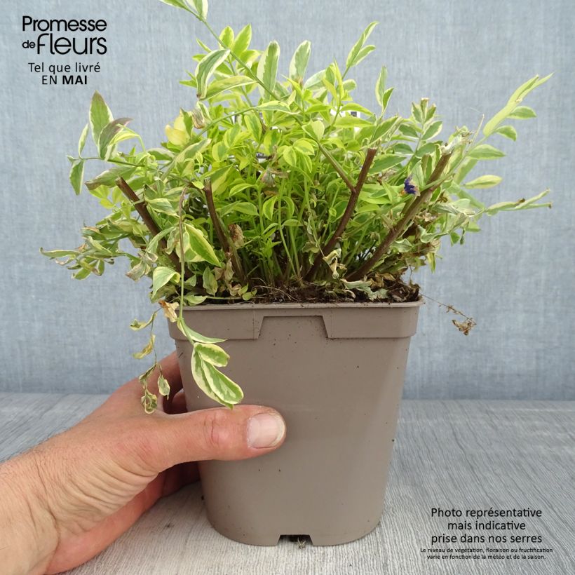 Polemonium pulcherrimum Golden Feathers 2L/3L pot sample as delivered in spring