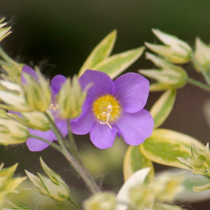 Polemonium pulcherrimum Golden Feathers (Flowering)