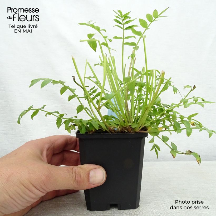 Polemonium reptans Blue Pearl 8/9 cm pot sample as delivered in spring