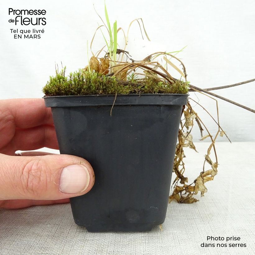 Polemonium reptans Touch of Class 8/9 cm pot sample as delivered in spring