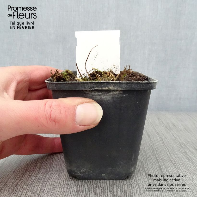 Polemonium reptans Touch of Class 8/9 cm pot sample as delivered in winter