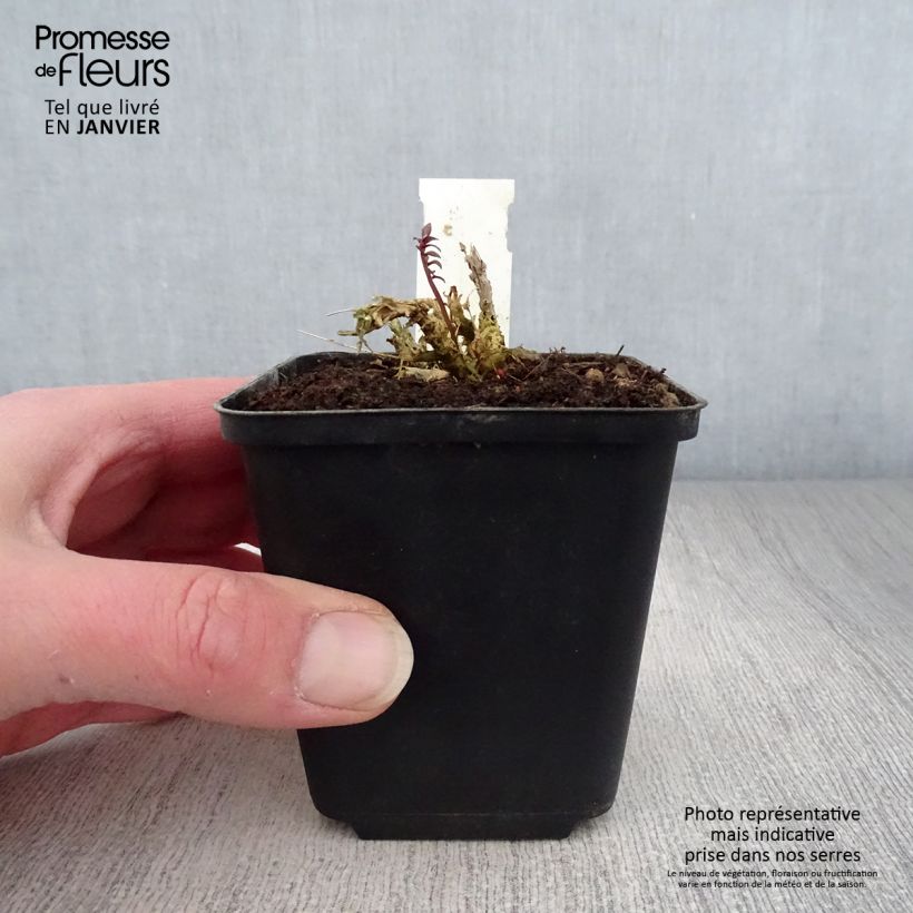 Polemonium yezoense Purple Rain 8/9 cm pot sample as delivered in winter