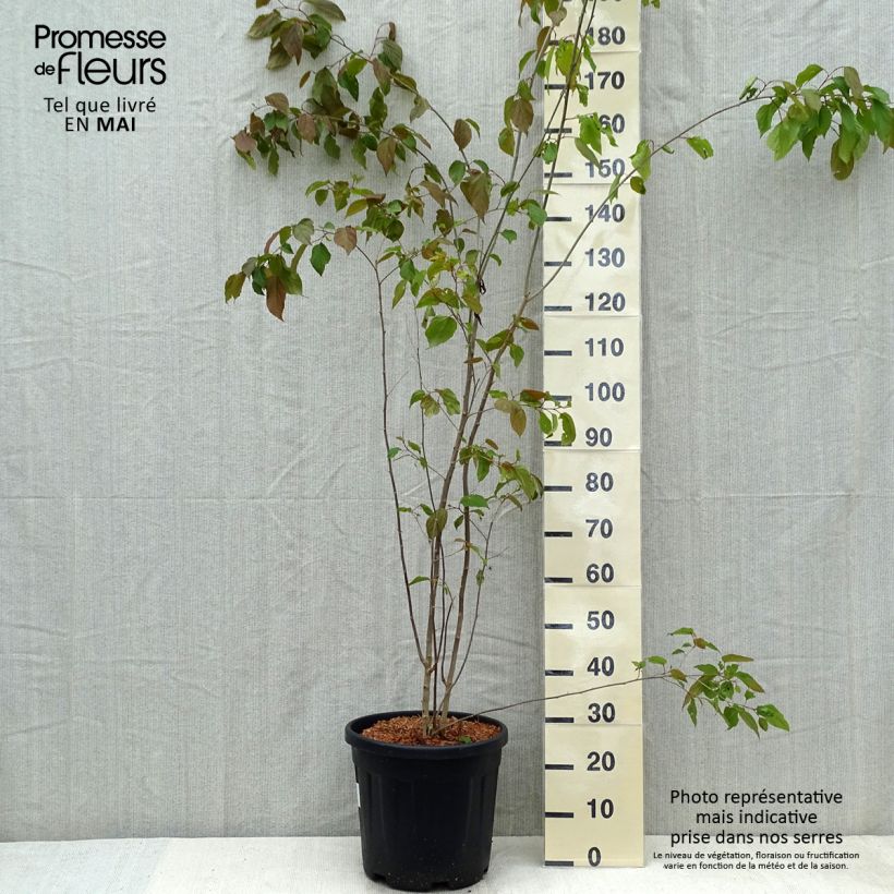 Poliothyrsis sinensis 20L/25L pot sample as delivered in spring