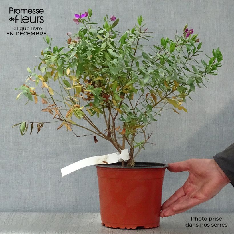 Polygala myrtifolia 2L/3L pot sample as delivered in winter