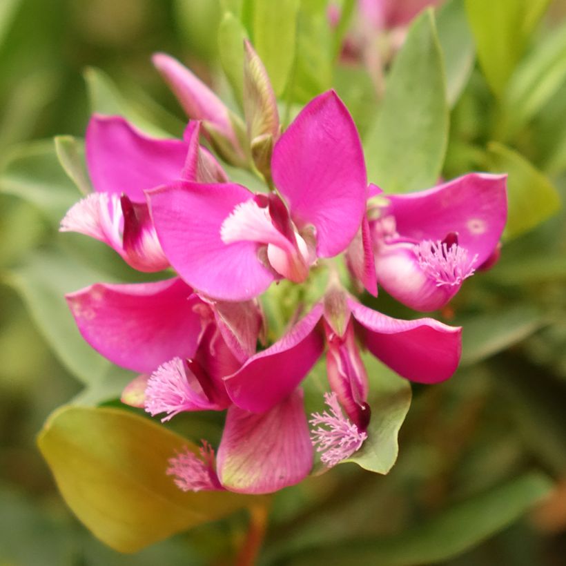 Polygala myrtifolia (Flowering)