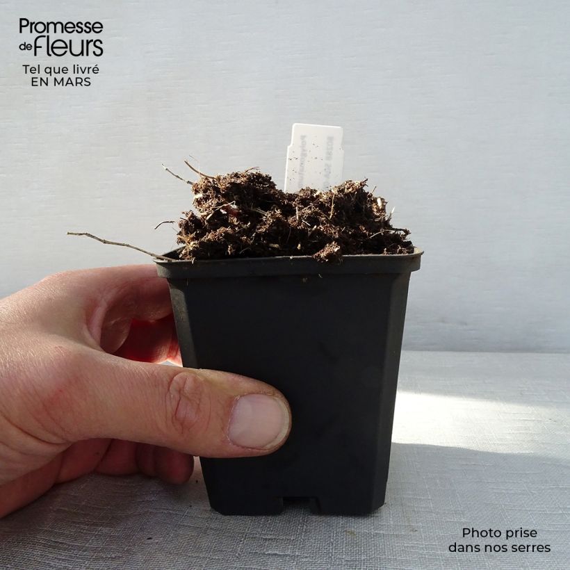 Polygonatum humile 8/9 cm pot sample as delivered in spring