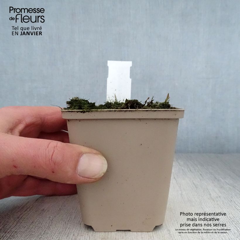 Polygonatum humile 8/9 cm pot sample as delivered in winter