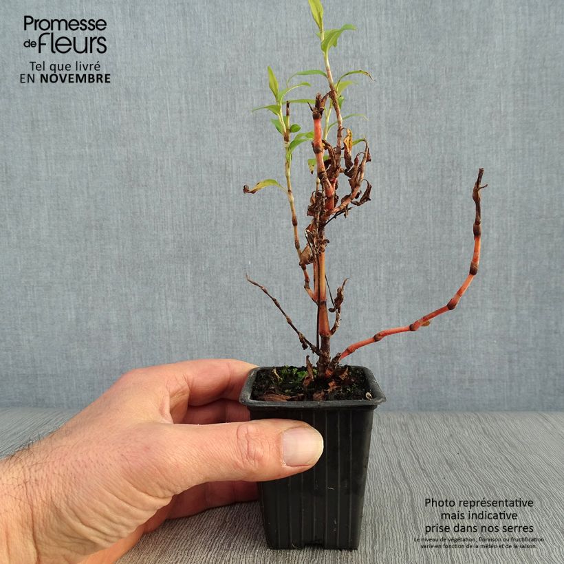 Polygonum odoratum - Vietnamese Coriander 8/9 cm pot sample as delivered in autumn
