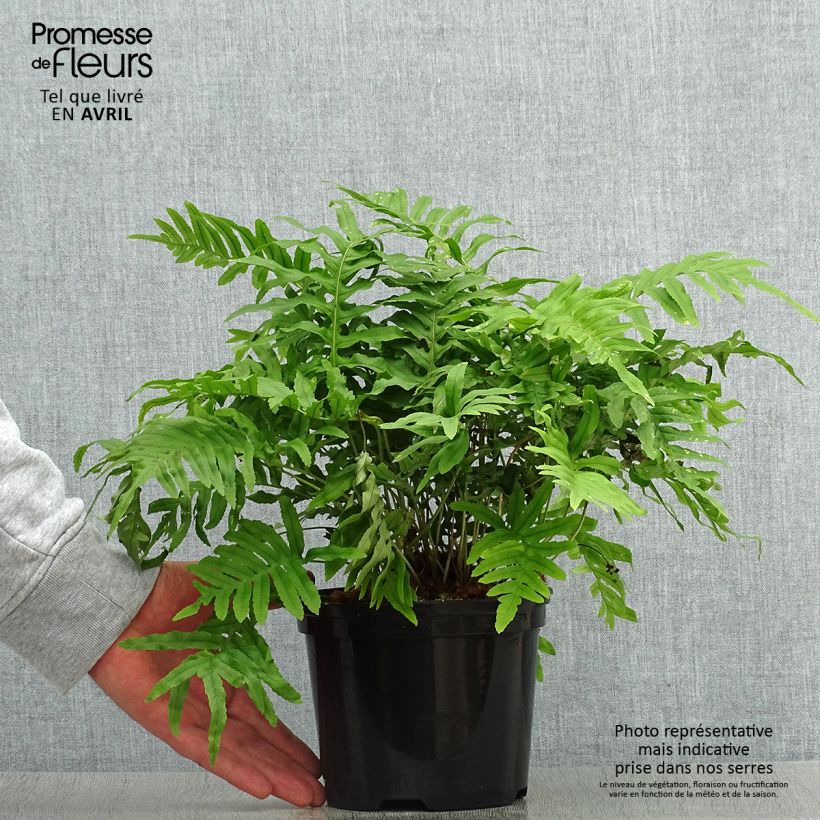 Polypodium cambricum Whitley Giant 2L/3L pot sample as delivered in spring