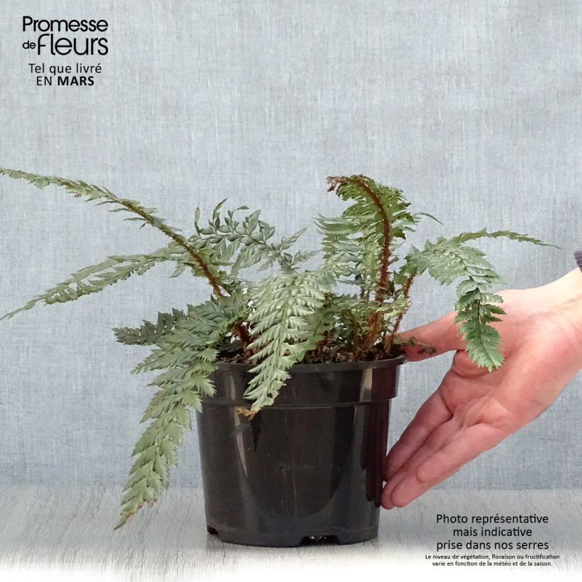 Polystichum polyblepharum Shiny Holly Fern - Lace Fern 2L/3L pot sample as delivered in spring