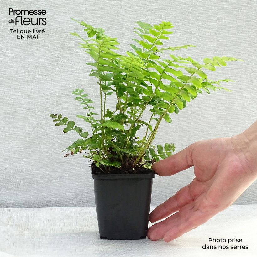 Polystichum acrostichoides - Christmas Fern 8/9 cm pot sample as delivered in spring