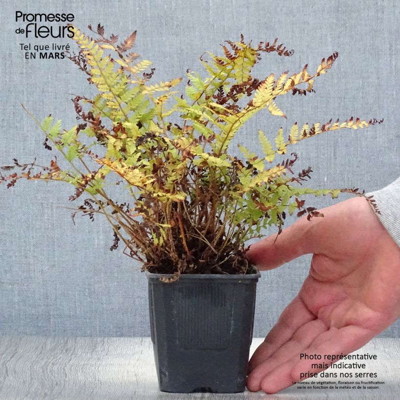 Polystichum braunii - Braun's Holly Fern 8/9 cm pot sample as delivered in spring