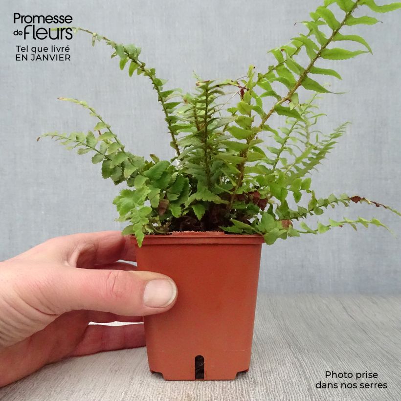 Polystichum munitum - Giant Holly Fern 8/9 cm pot sample as delivered in winter