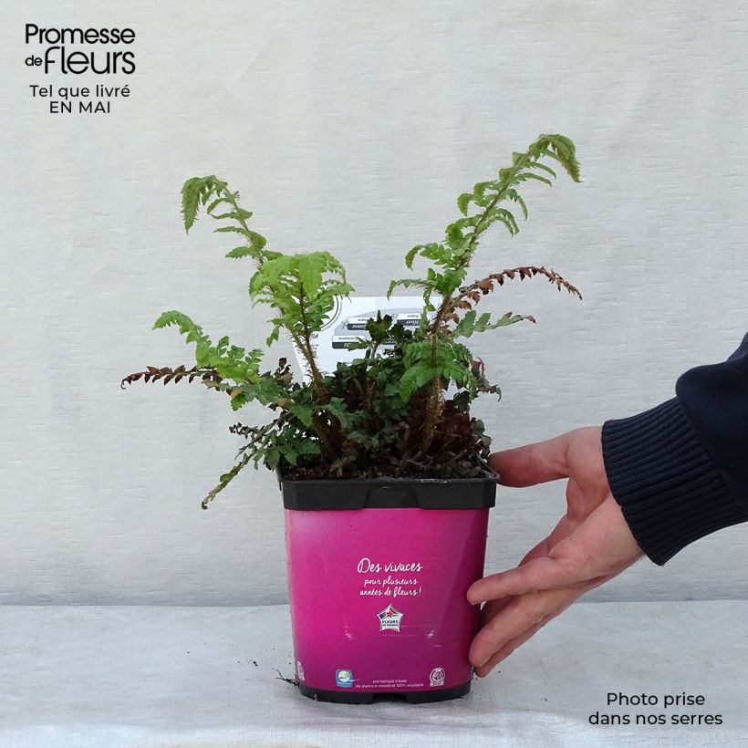 Polystichum polyblepharum - Japanese Lace Fern 2L/3L pot sample as delivered in spring