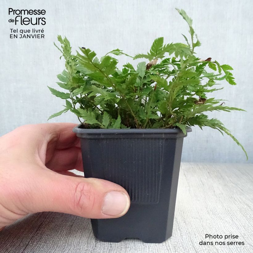 Polystichum rigens - Rigid Holly Fern 8/9 cm pot sample as delivered in winter