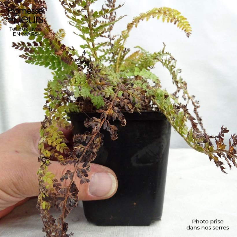 Polystichum setiferum Densum - Soft Shield Fern 8/9 cm pot sample as delivered in winter
