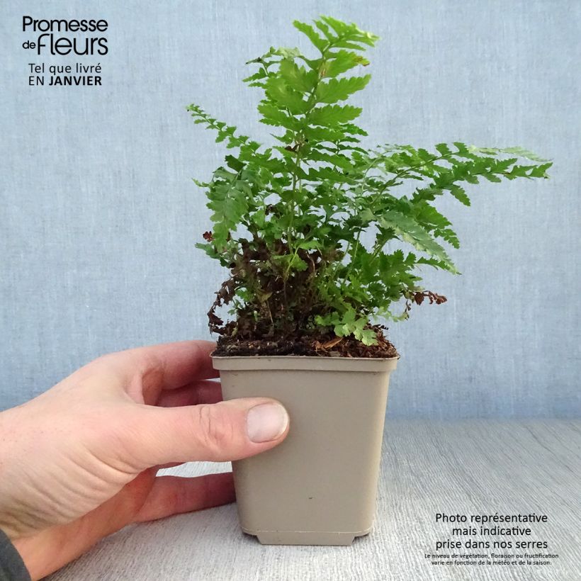 Polystichum setiferum Dahlem - Soft Shield Fern 8/9 cm pot sample as delivered in winter