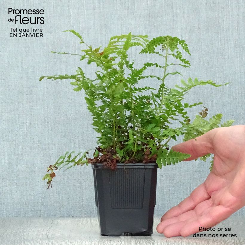 Polystichum setiferum - Soft Shield Fern 8/9 cm pot sample as delivered in winter