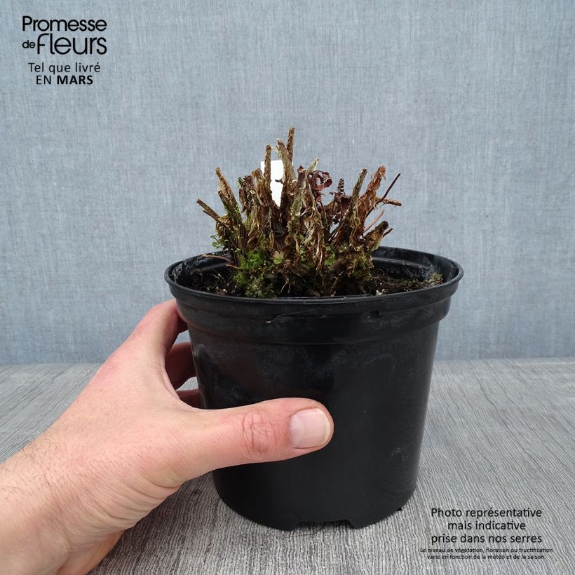 Polystichum setiferum - Soft Shield Fern 2L/3L pot sample as delivered in winter