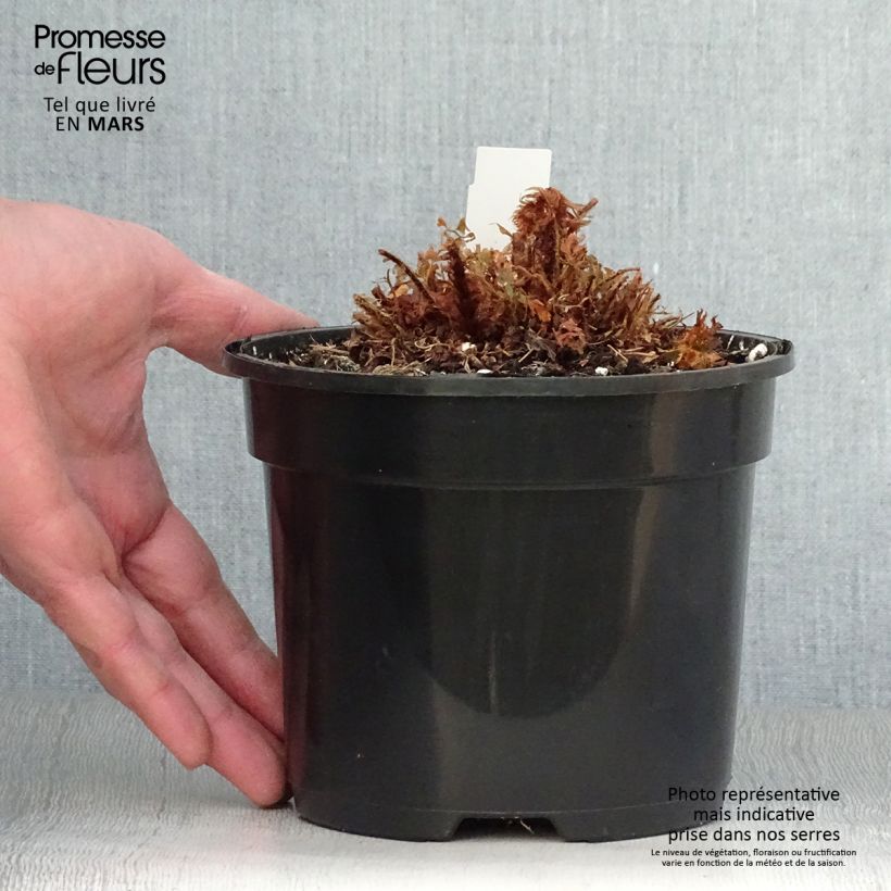 Polystichum setiferum Plumosum Bevis - Soft Shield Fern 2L/3L pot sample as delivered in spring