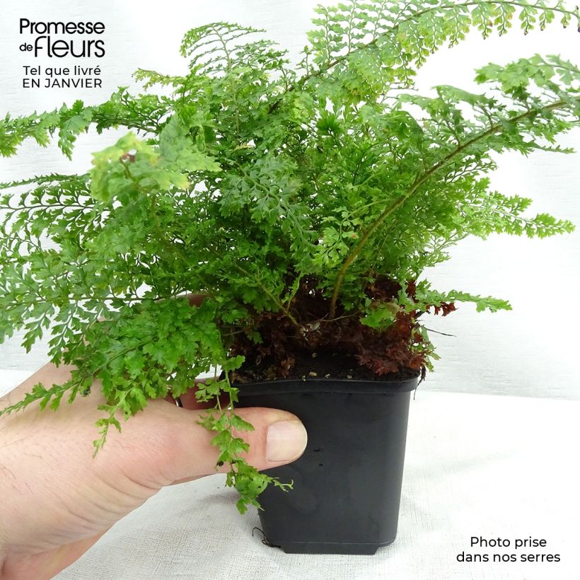 Polystichum setiferum Plumosum Densum - Soft Shield Fern 8/9 cm pot sample as delivered in winter