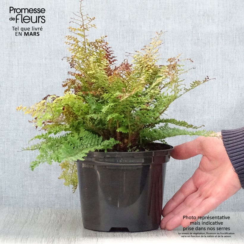 Polystichum setiferum Plumosum Densum - Soft Shield Fern 2L/3L pot sample as delivered in spring
