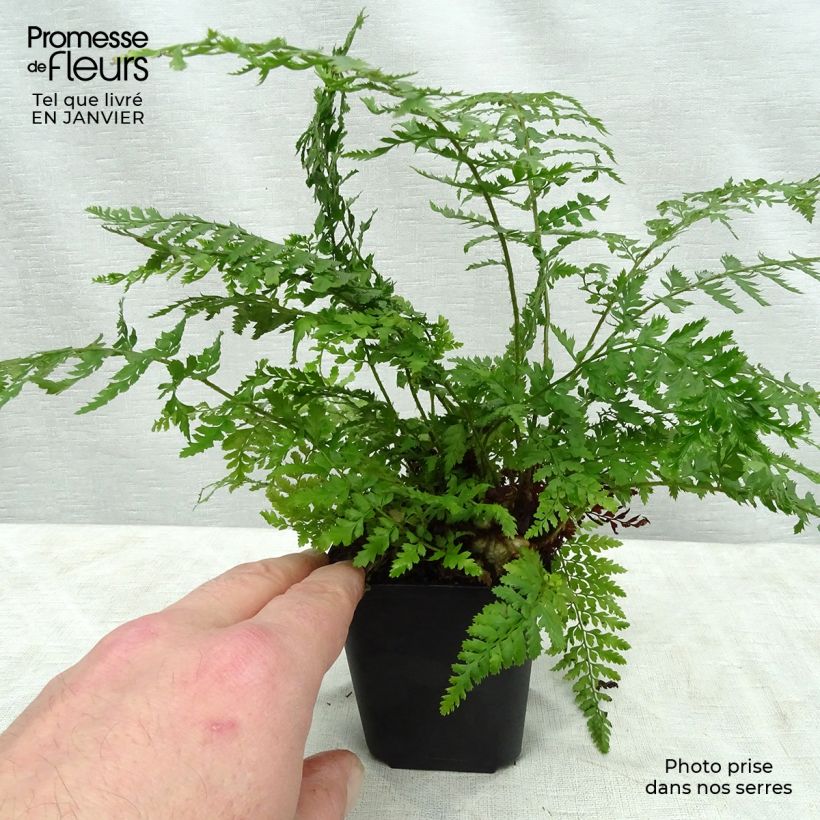 Polystichum setiferum Proliferum - Soft Shield Fern 8/9 cm pot sample as delivered in winter